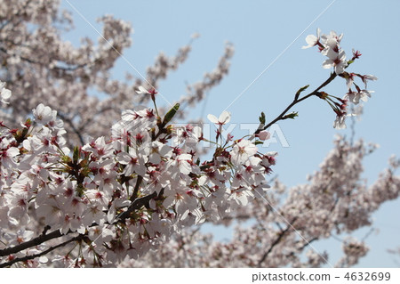 cherry blossom, cherry tree, sakura 4632699