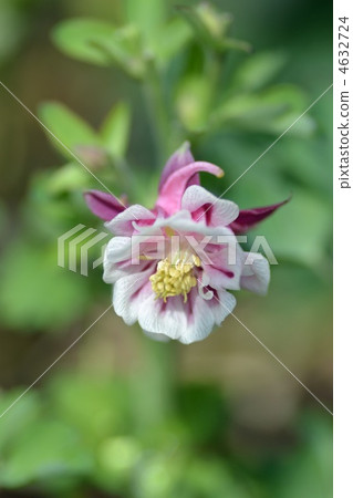 歐洲鴿 耬鬥花 耬斗菜屬 4632724