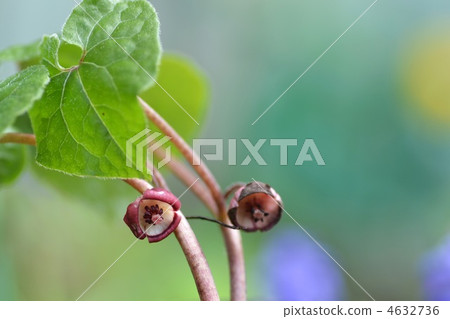 mallow, malvaceae, asarum caulescens maxim 4632736