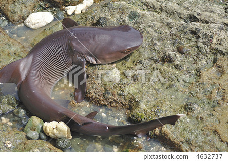 鯊魚 魚片 魚翅 4632737