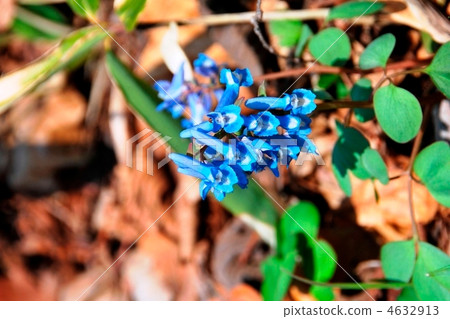 Ezo Juzoo Ezo Juzoo 4632913