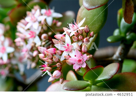 Flower of canemenaruki 4632951