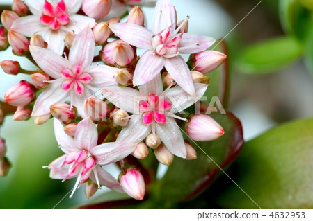 草花花 草花花 4632953