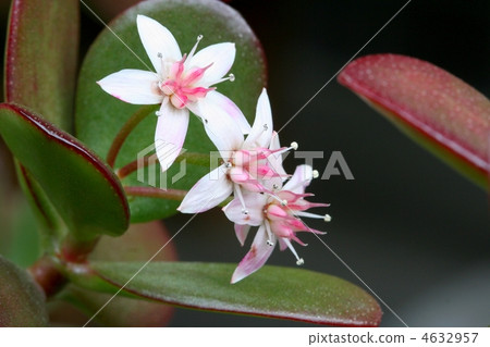 3 flowers of canemonnaisa flowers 3 flowers of canemonnaisa flowers 4632957