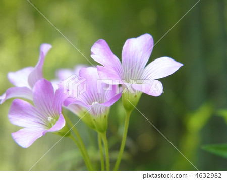 花朵 花 花卉 4632982