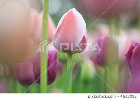bloom, blossom, blossoms 4633092