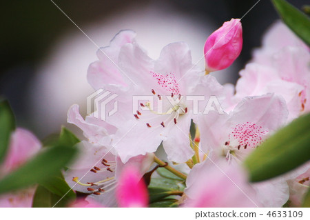 Rhododendron Rhododendron 4633109
