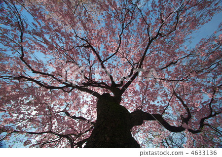 double weeping cherry trees, weeping cherry, weeping cherry tree 4633136