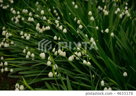 植物·雪花Higambunae 4633178