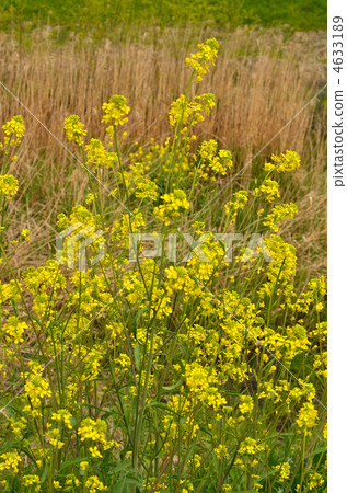 植物·Brassicaea十字花科 4633189