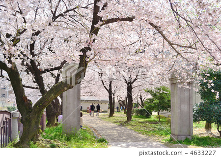 Cherry blossoms at Tenjin Central Park 4633227