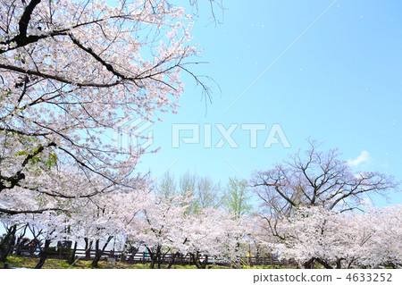 Cherry-blossoming Kumamoto Castle 4633252