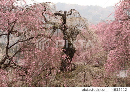 The age of 600 years The weeping cherry tree of Kiunji Temple 4633312