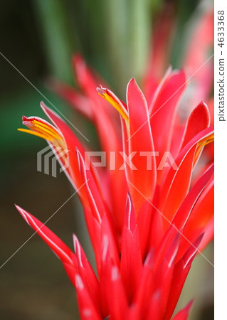 Haran Ananas Haran Ananas 4633368