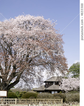 Kairakuen 's Koben Tei and Sakon cherry blossoms ~ Full view (vertical cut) 4633388