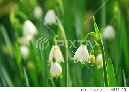 雪花 雪花 4633413