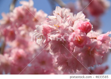 flower, flowers, cherry blossom 4633585