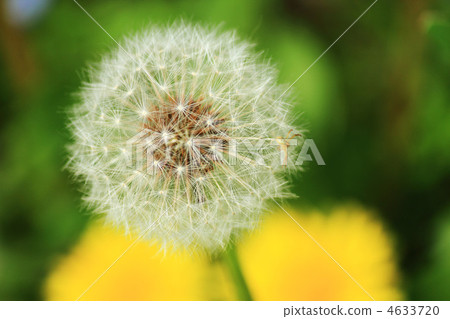 fluff, fuzz, dandelion 4633720