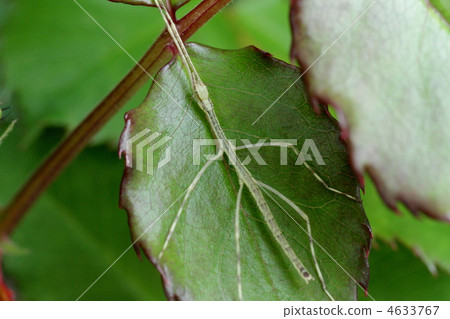 phasmid, stick insect, on the leaves 4633767