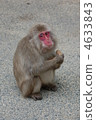 Japanese monkey at Takasakiyama 4633843