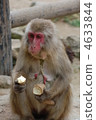 Japanese monkey at Takasakiyama 4633844
