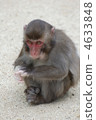 Japanese monkey at Takasakiyama 4633848