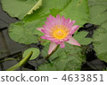 Lotus 4633851