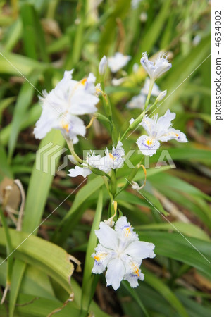 Shark's flower middle green back 4634002