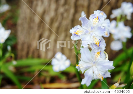 Shaka flower right position 4634005