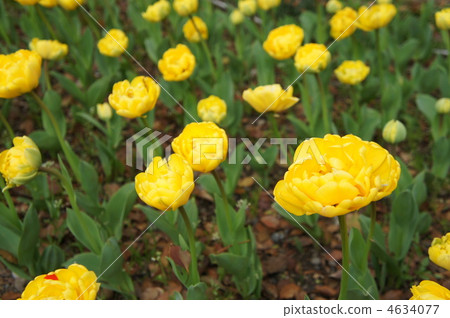 五顏六色的鬱金香黃色Pomponnet 4634077