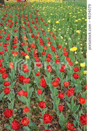五顏六色的鬱金香紅色獅子 4634079