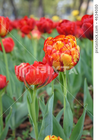 鬱金香太陽情人 4634080