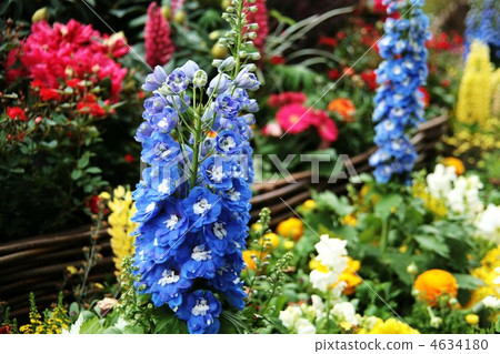 blue flower	 4634180