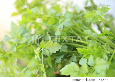 日本芹菜 食用 秸稈 4634428