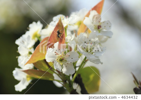 bloom, blossom, blossoms 4634432