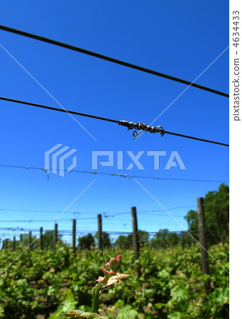 Fresh green of the vineyard 4634433