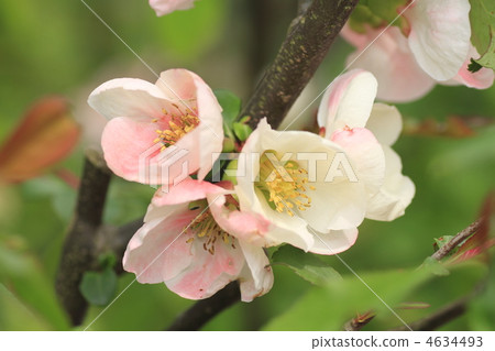 木瓜 花朵 花 4634493