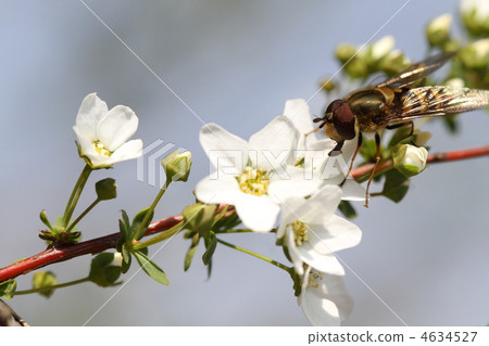 Yukiyanagi and Hanaab 4634527