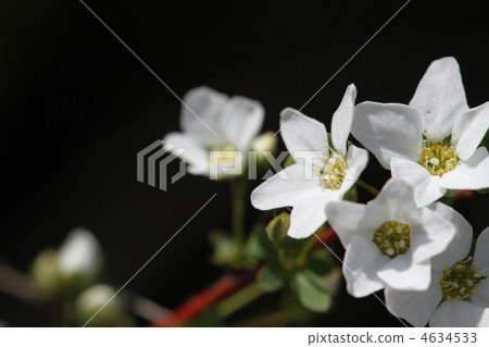 繡線 4634533