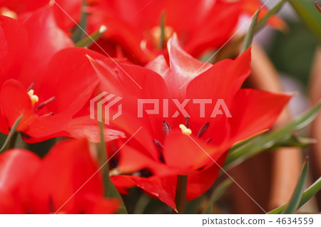 花朵 花 花卉 4634559