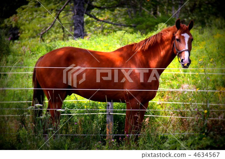 加拿大棕色頭髮馬 4634567