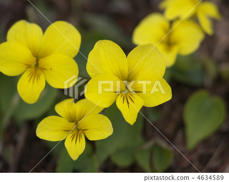 Kiss me Kiss me 4634589