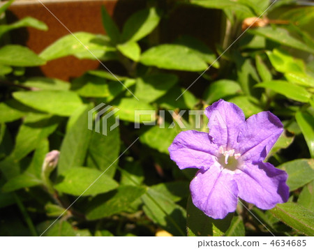 Ruelia · Kiliosa 4634685