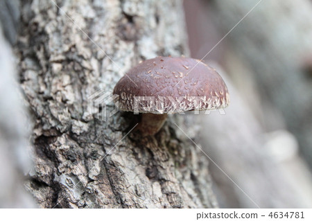 mushroom, mushrooms, shiitake mushroom 4634781