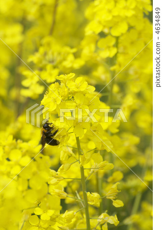 強姦開花 強姦開花 4634849