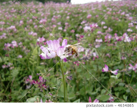 蓮花領域蜂蜜蜂 蓮花領域蜂蜜蜂 4634865