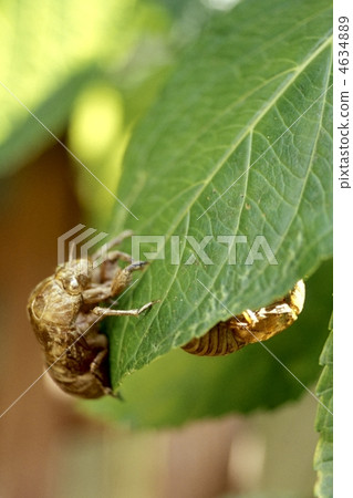 Cicadian shell Cicadian shell 4634889