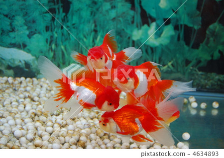 金魚 魚 淡水魚 4634893
