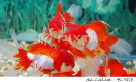 colored carp, goldfish, common carp 4634896