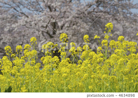 Rape blossoms and cherry blossoms Rape blossoms and cherry blossoms 4634898